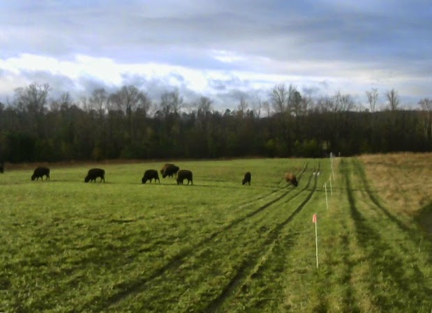 Solar powered off-grid pasture monitoring system with wifi access