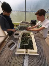 Table height was designed for convenient work, rather than the "bend over" height of conventional greenhouse tables.