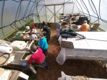 Tables are heated with dis-asembled baseboard heaters, and covered by plastic, so we don't have to heat the entire greenhouse.